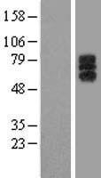 LILRA1 Human Over-expression Lysate