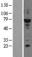 ELF2 Human Over-expression Lysate