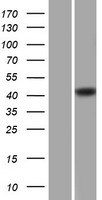Centaurin alpha 1 (ADAP1) Human Over-expression Lysate
