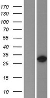 HOXC9 Human Over-expression Lysate