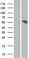 FMO3 Human Over-expression Lysate