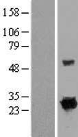 RIT1 Human Over-expression Lysate