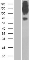 Glyt1 (SLC6A9) Human Over-expression Lysate