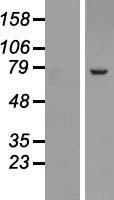 SRP72 Human Over-expression Lysate