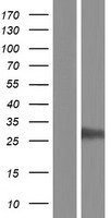 SOX15 Human Over-expression Lysate