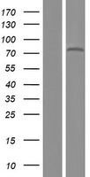 ZNF12 Human Over-expression Lysate