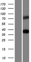 Synapsin I (SYN1) Human Over-expression Lysate