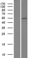 ZBTB25 Human Over-expression Lysate