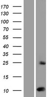 Sumo 2 (SUMO2) Human Over-expression Lysate