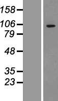 ADAMTS1 Human Over-expression Lysate