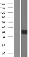 SCGN Human Over-expression Lysate