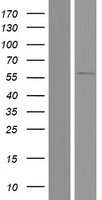 SOX30 Human Over-expression Lysate