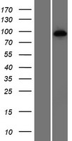 HNRPUL1 (HNRNPUL1) Human Over-expression Lysate