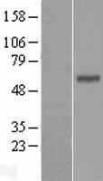 BTN3A1 Human Over-expression Lysate