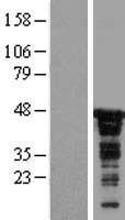 CDC37 Human Over-expression Lysate