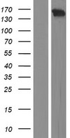 KALRN Human Over-expression Lysate