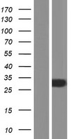 RABL2B Human Over-expression Lysate