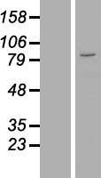 ZNF184 Human Over-expression Lysate