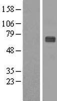 ZNF179 (RNF112) Human Over-expression Lysate
