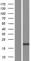 FAM107A Human Over-expression Lysate