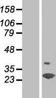 SPFH2 (ERLIN2) Human Over-expression Lysate