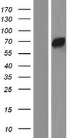 TESK2 Human Over-expression Lysate