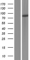 Plakophilin 3 (PKP3) Human Over-expression Lysate
