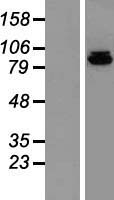 DNA Polymerase iota (POLI) Human Over-expression Lysate