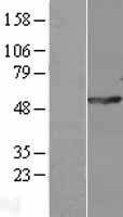 POLG2 Human Over-expression Lysate