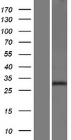 NXPH2 Human Over-expression Lysate