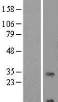 RNF24 Human Over-expression Lysate