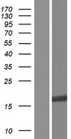 PRR4 Human Over-expression Lysate