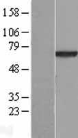 VPS45A (VPS45) Human Over-expression Lysate