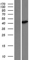 MA2 (PNMA2) Human Over-expression Lysate