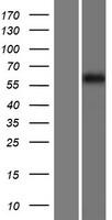 FKBP9 Human Over-expression Lysate