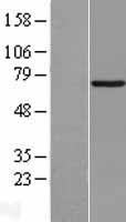 Munc18c (STXBP3) Human Over-expression Lysate