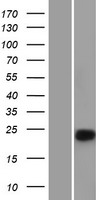 Chymotrypsin (CTRC) Human Over-expression Lysate
