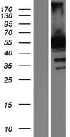RANBP3 Human Over-expression Lysate