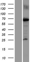 KIF22 Human Over-expression Lysate