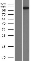 Transcription termination factor 1 (TTF1) Human Over-expression Lysate