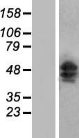 SH3BGR Human Over-expression Lysate