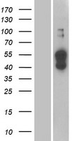 ATP1B4 Human Over-expression Lysate