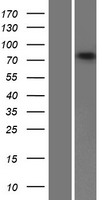 ABCB10 Human Over-expression Lysate