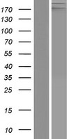 LAMB4 Human Over-expression Lysate
