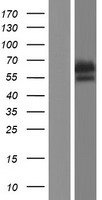 Adenylate kinase 5 (AK5) Human Over-expression Lysate