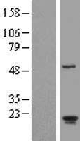 ARL2BP Human Over-expression Lysate