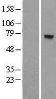MTO1 Human Over-expression Lysate