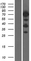 CD2AP Human Over-expression Lysate
