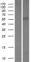FBXW8 Human Over-expression Lysate