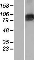 FBXO10 Human Over-expression Lysate